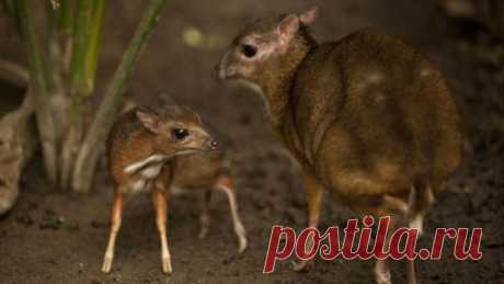 Малый оленёк, или канчиль, или яванский малый канчиль (Tragulus javanicus) — вид млекопитающих из семейства оленьковые. Самое маленькое парнокопытное на планете. Обитает в Юго-Восточной Азии. 