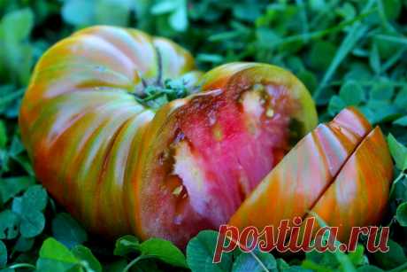 Сердцевидные томаты — особенности сортов и ухода за ними. Описание и фото — Ботаничка.ru