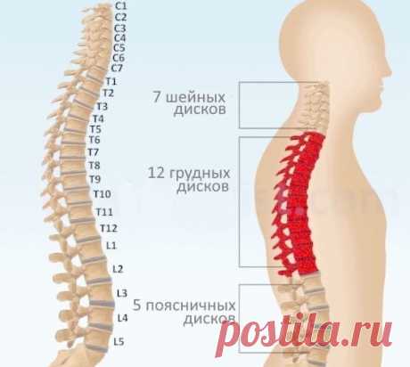 О каких болезнях расскажет наш позвоночник. 9 советов, как помочь ему оставаться здоровым в возрасте 45+