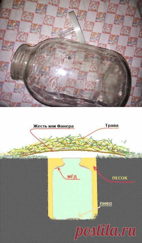 Банка со шприцом - универсальная ловушка для ос и медведки в саду и огороде | Любимая Дача | Яндекс Дзен