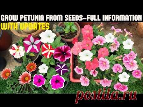 How To Grow Petunia From Seeds (With Full Updates)