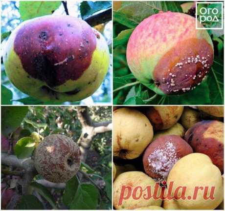 Плодовая гниль яблони – как спасти дерево? | Яблоня, груша (Огород.ru)