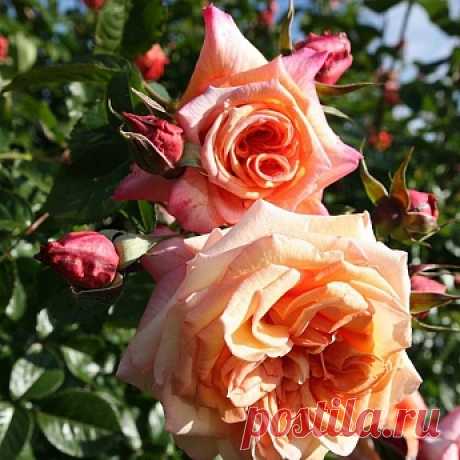 Роза плетистая Барок | Росток-питомник