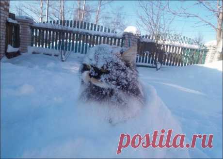14 доказательств того, что коты любят снег. Новогодняя подборка котов в сугробах. | Забавный Бим | Яндекс Дзен