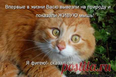 Самые смешные котоматрицы прошедшей недели / Питомцы