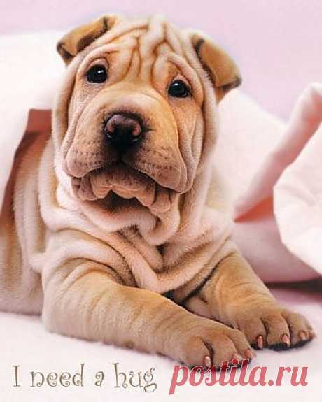 Dog profile for Wrinkles (RIP), a female Chinese Shar-Pei