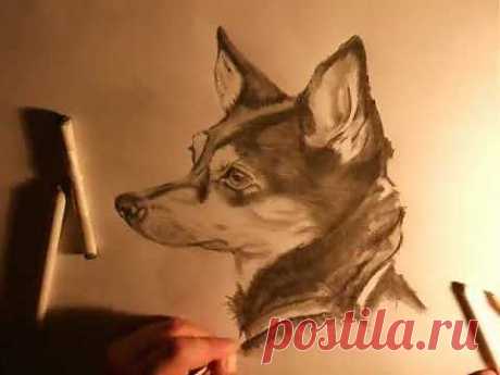 How to draw a  REALISTIC DOG - MUST SEE THIS!! FANTASTIC.wmv - YouTube