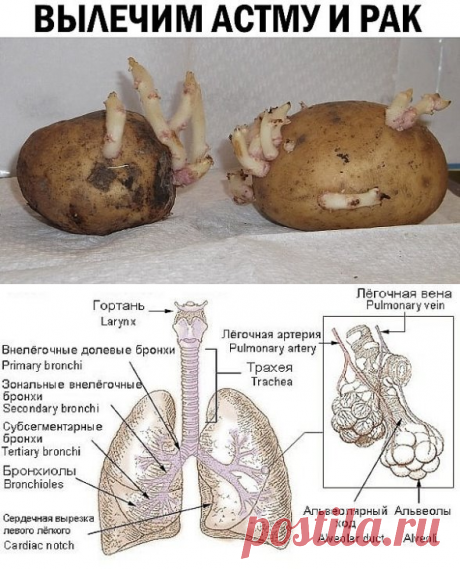(49) Одноклассники   Картофельные ростки способны вылечить астму и рак