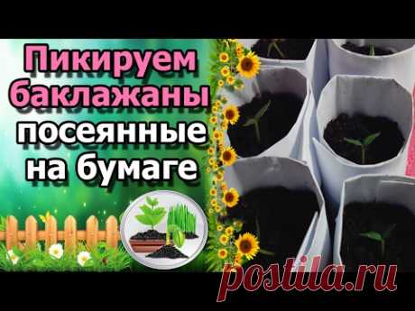 🍆ПИКИРУЕМ БАКЛАЖАНЫ ПОСЕЯННЫЕ НА БУМАГУ. Пикировка рассады в бумажные стаканчики.