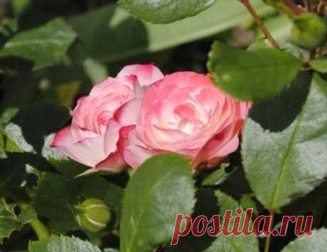 Роза Пат де Велюр: особенности и характеристика сорта, правила посадки, выращивания и ухода