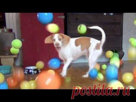Dog Surprised With 100 Balls Will Make You Smiles