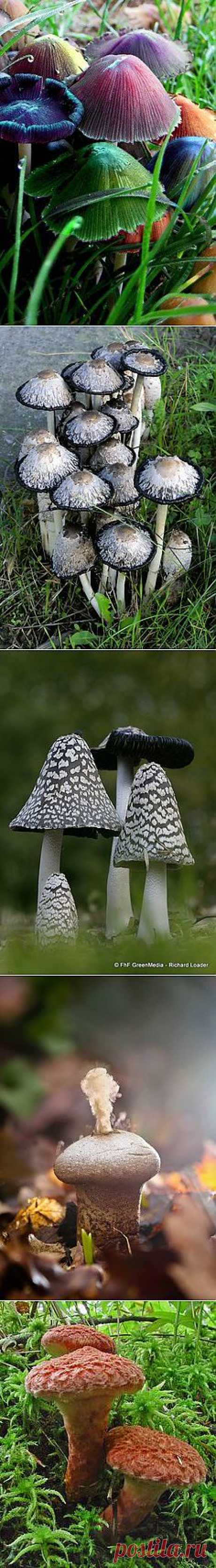 Paddenstoelen