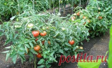 Особенности ухода и правила выращивания томатов в открытом грунте