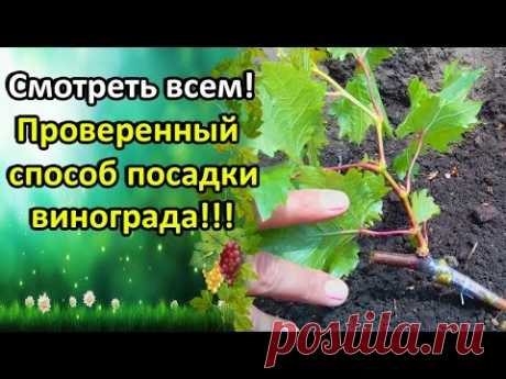 СМОТРЕТЬ ВСЕМ!!! САМЫЙ ПРОВЕРЕННЫЙ СПОСОБ ПОСАДКИ ВИНОГРАДА! - YouTube