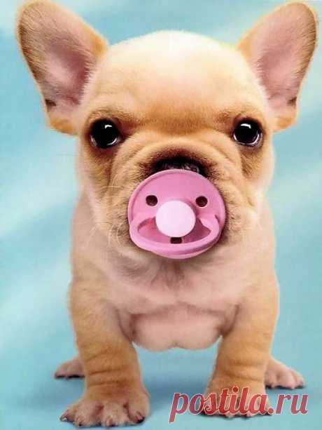 Baby Frenchie… | Cutest Paw