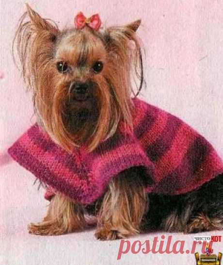 Одежда для собак маленьких пород — Полосатое пончо - Чисто КОТ