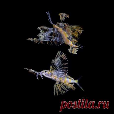 Вот это редкость! Ультрачерную рыбу сняли на видео - Hi-Tech Mail.ru