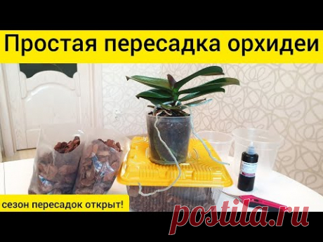 Пересадка орхидеи в кору || Простая быстрая пересадка орхидеи