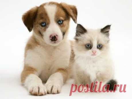 Cute&Cool Pets 4U: Kittens and Puppies Pictures