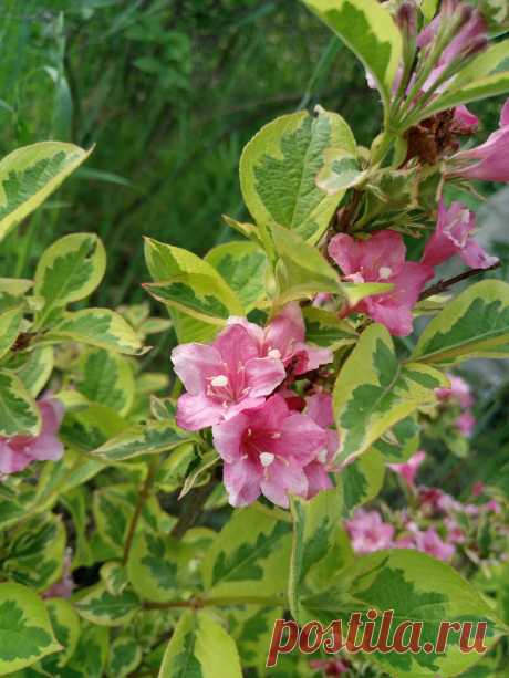 Вейгела цветущая «Волшебная радуга» (Weigela florida «Magical Rainbow»)