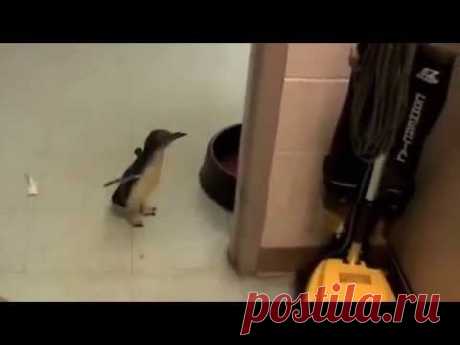 Что будет, если пощекотать пингвиненка? Настроение на весь день | В темпі життя