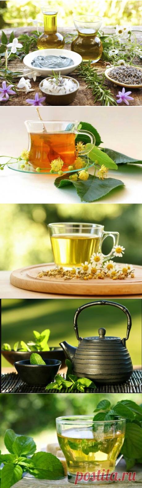 Травы и цветы, которые можно заваривать в чай.