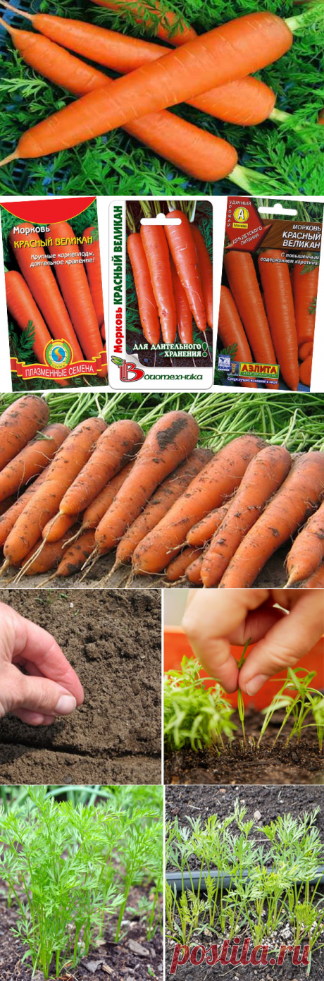 Морковь Красный великан: характеристика и описание сорта, выращивание