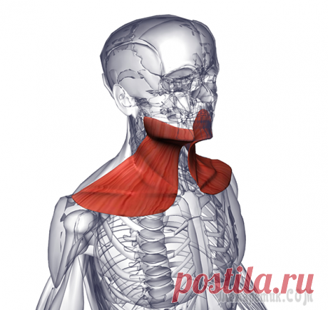 Подкожная мышца шеи: секрет молодой и здоровой шеи