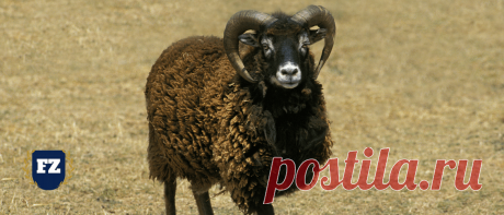 Разведение овец и баранов – бизнес-план животноводческой фермы