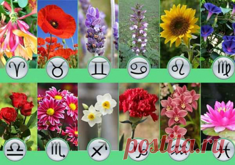 Цветочный гороскоп: какое растение подходит вашему знаку Зодиака . Милая Я