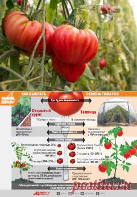 Синьор помидор. Как не ошибиться при покупке семян томатов | Огород | Дача | Аргументы и Факты