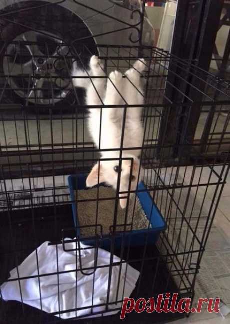 Spider Cat