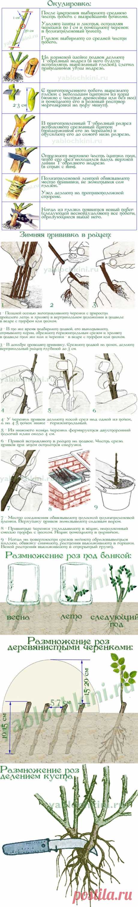 способы размножения роз |