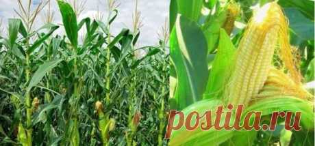 кукуруза_кукурузные_рыльца | Рецепты народной медицины