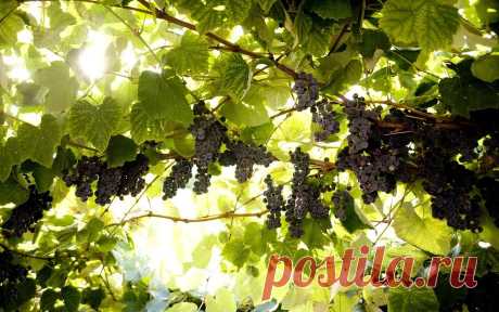 Какие сорта винограда можно выращивать без укрытия в средней полосе
