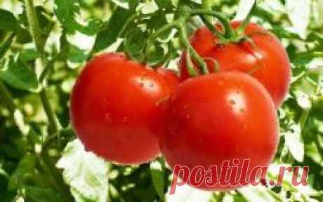 Пасынкование подарит хороший урожай томатов - Садоводка