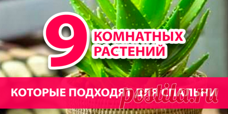 9 КОМНАТНЫХ РАСТЕНИЙ, КОТОРЫЕ ПОДХОДЯТ ДЛЯ СПАЛЬНИ | Полезные советы