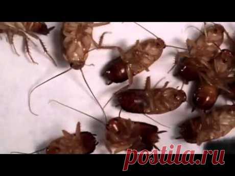 Тараканы, способы борьбы с ними