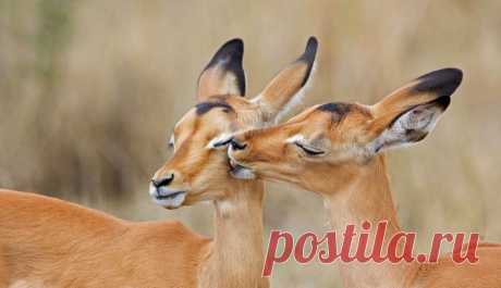 Wildlife &amp; stuff /post/120562227359/impala-love-by-eleanor-spies