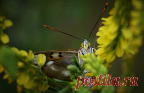 «Я тебя вижу» Бабочка, забравшаяся в букет полевых цветов фотографа Анны Алексеевой (