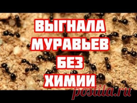 Муравьи и Тля боятся Этого! Действует лучше всякой химии