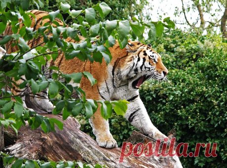 Фото Tiger Yawn - фотограф Jakob Molzen - природа, репортаж, портрет - ФотоФорум.ру