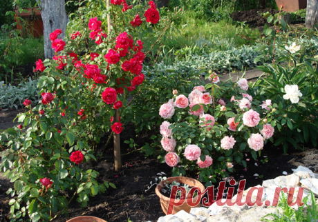 Правила выращивания роз, подсказанные опытом &amp;#8212; 6 соток