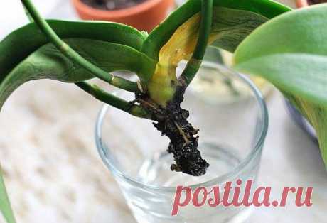 Как реанимировать и спасти орхидею без корней — Мир интересного