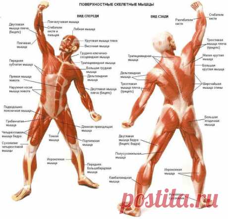 Что такое точки напряжения в мышцах и как их лечить