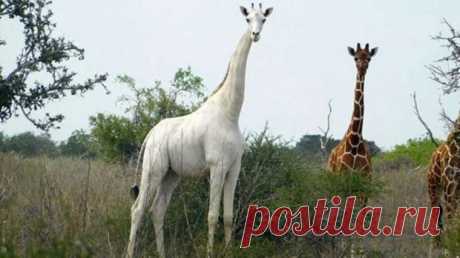 Единственный в мире жираф-альбинос оснащен GPS-трекером для защиты от браконьеров