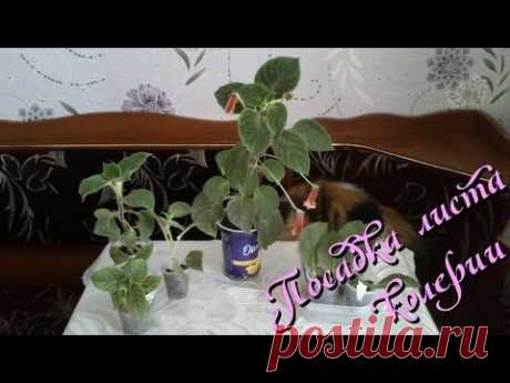 Комнатное растение колерия: размножение листом в домашних условиях