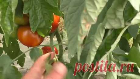 Самый вкусный томат из тех, что мы выращиваем!