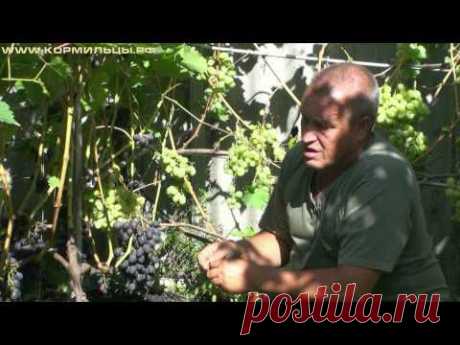 Технология выращивания винограда - ч.8 - YouTube