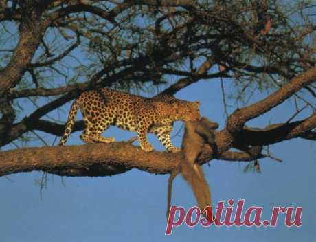 Ягуар, леопард и гепард: отличия в таблице + 35 фото и описание